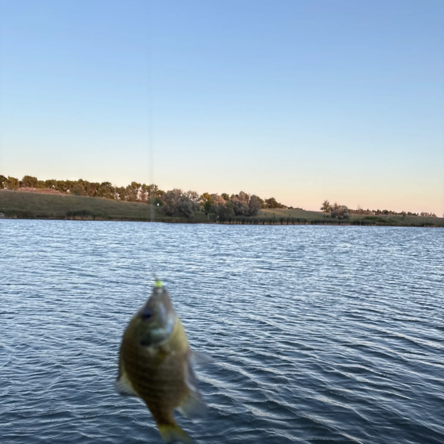 Bluegill caught on Fishbrain