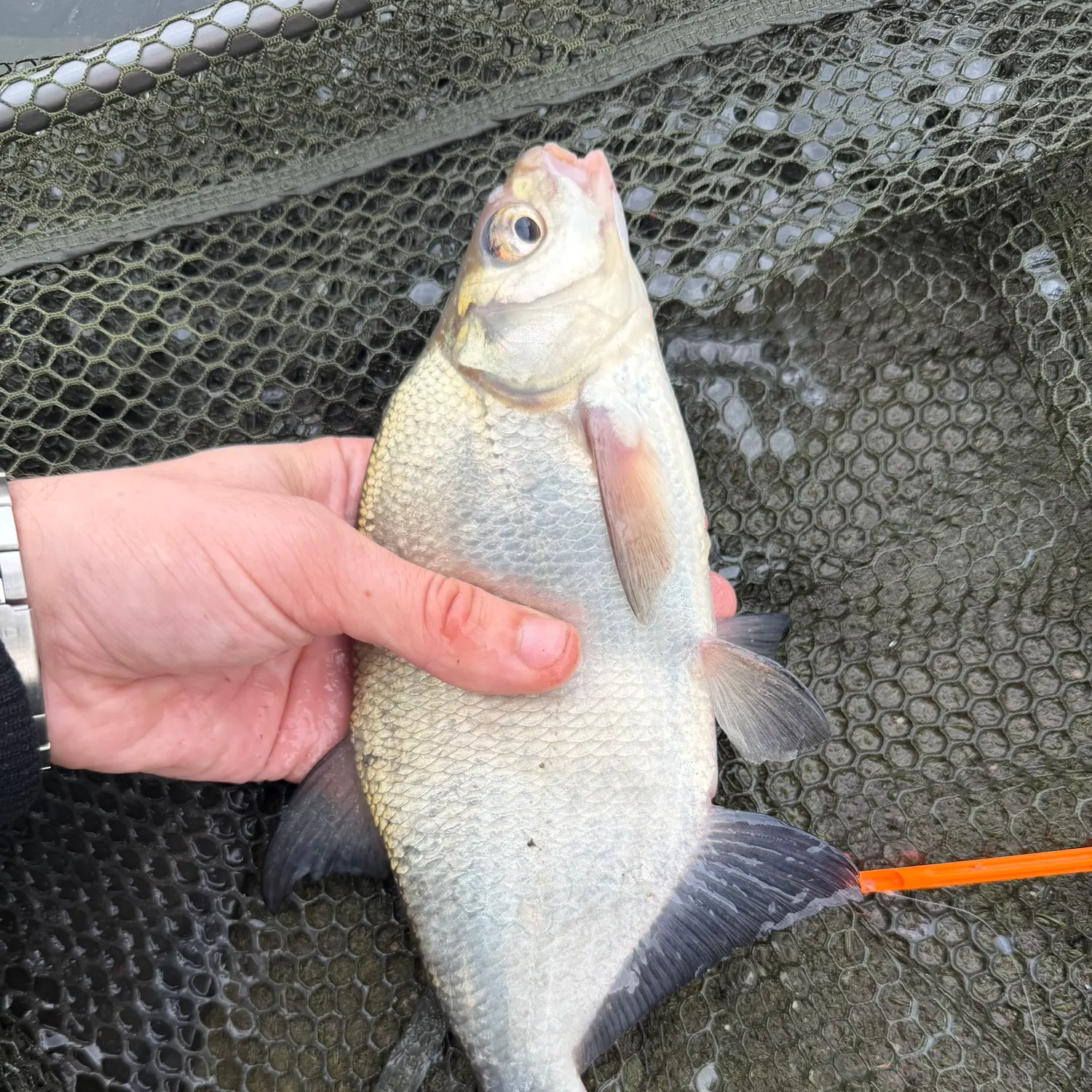 The most recent Common bream catches on Fishbrain