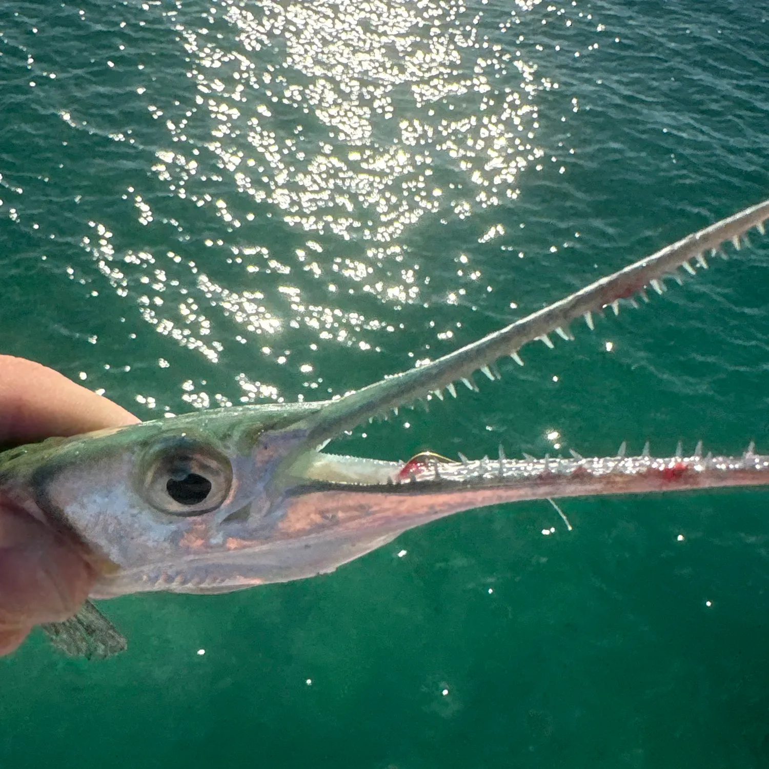 The most recent Hound needlefish catches on Fishbrain