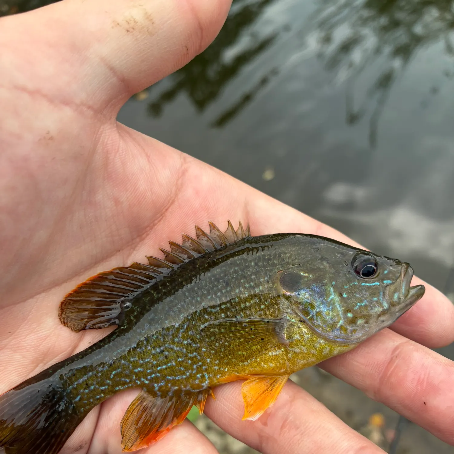 Green sunfish caught on Fishbrain