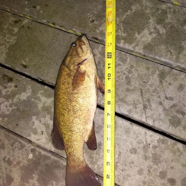 Smallmouth bass caught on Fishbrain