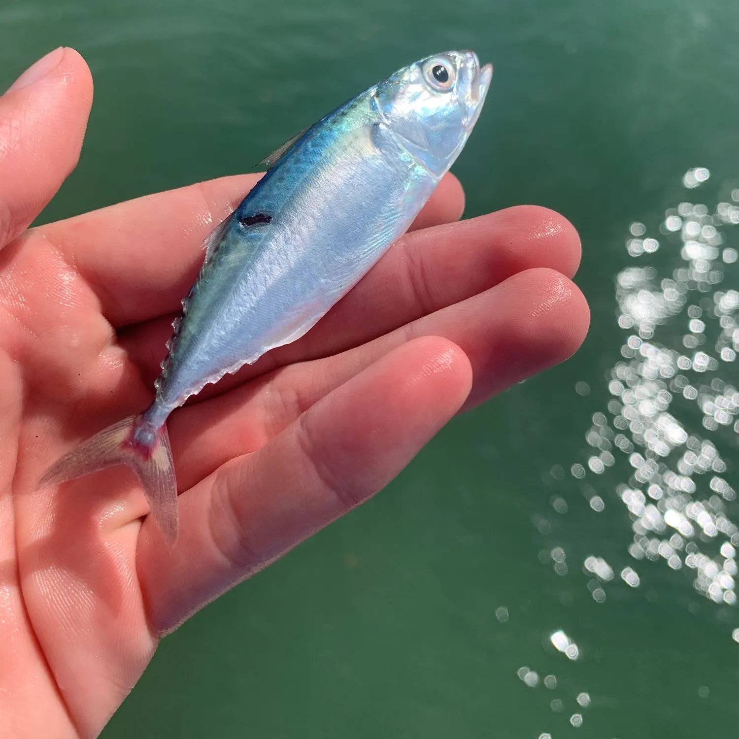 The most recent Kawakawa catches on Fishbrain