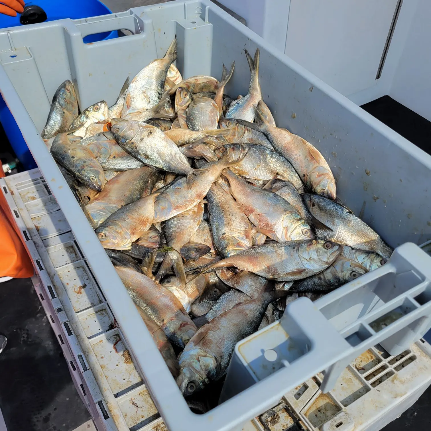The most recent Atlantic menhaden catches on Fishbrain