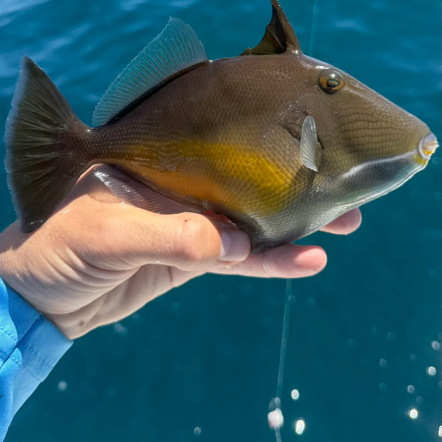 The most recent Orangeside triggerfish catches on Fishbrain