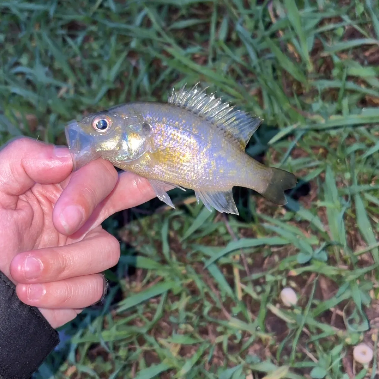The most recent Wargill hybrid catches on Fishbrain