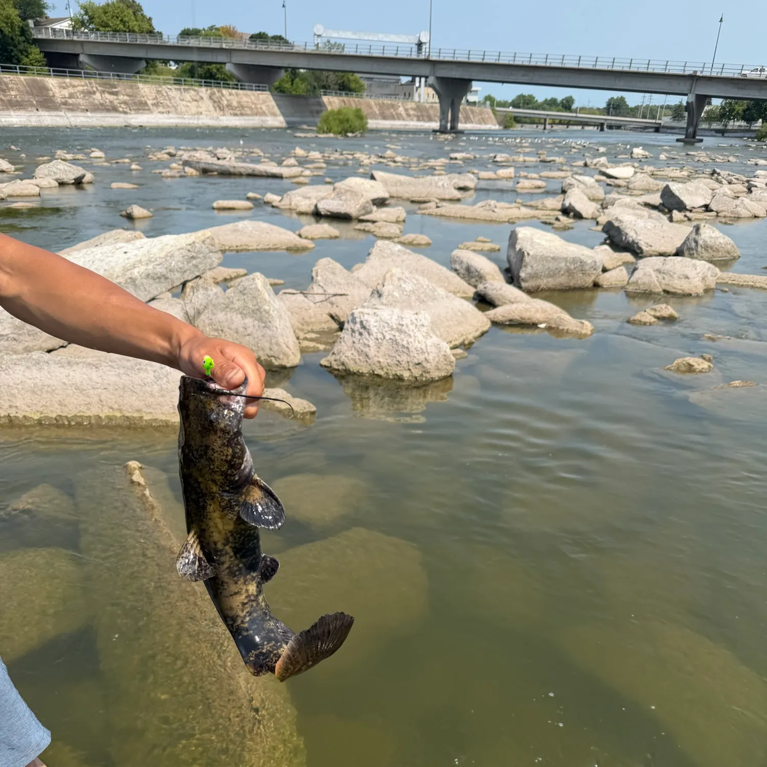The most recent Flathead catfish catches on Fishbrain