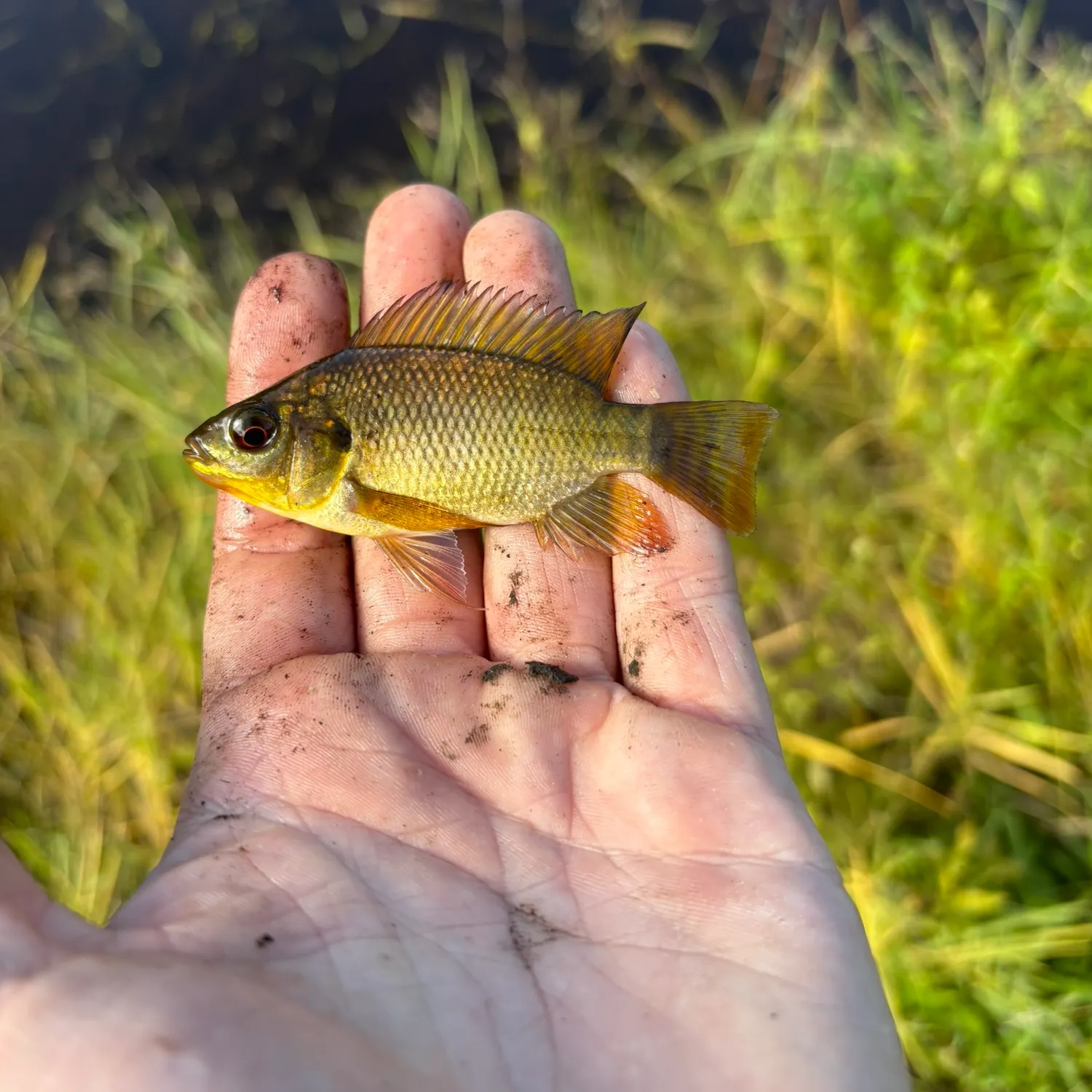 The most recent Seminole killifish catches on Fishbrain