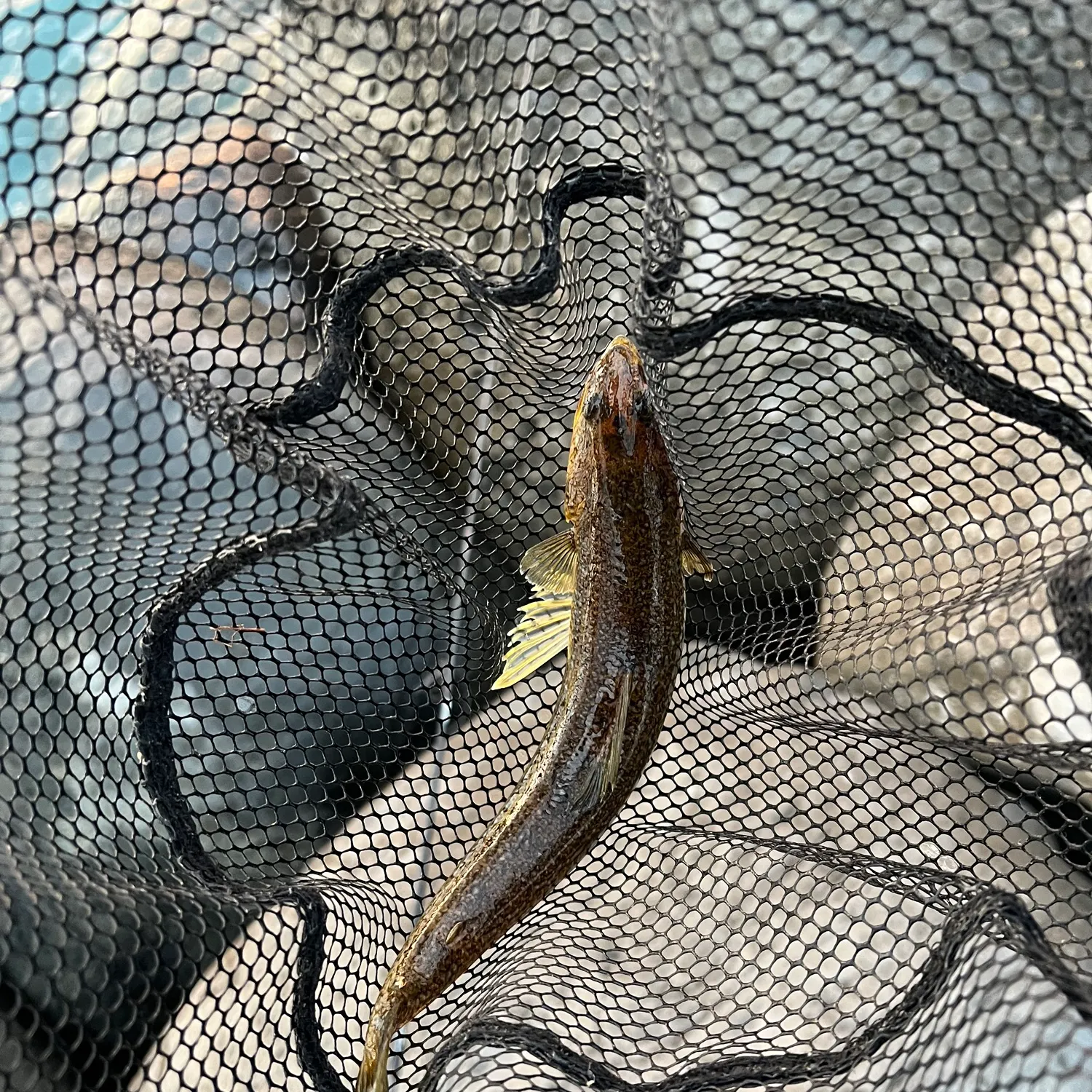 The most recent Atlantic lizardfish catches on Fishbrain