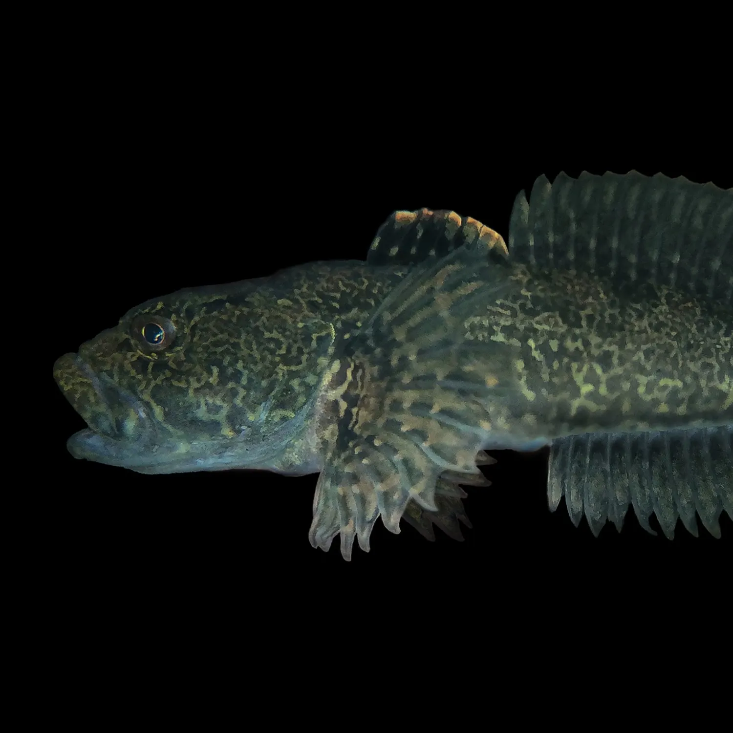 The most popular recent Prickly sculpin catch on Fishbrain