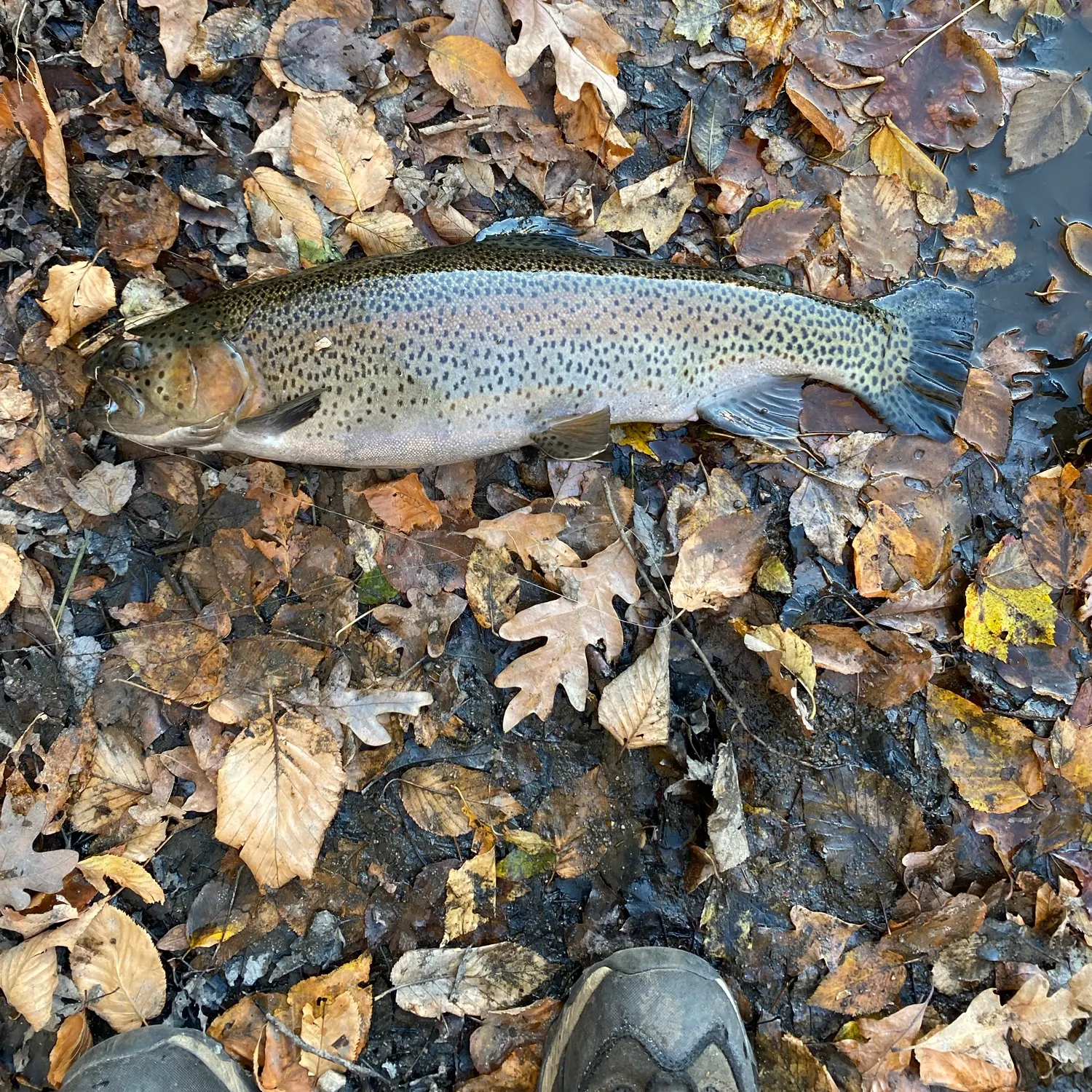 Rainbow trout caught on Fishbrain