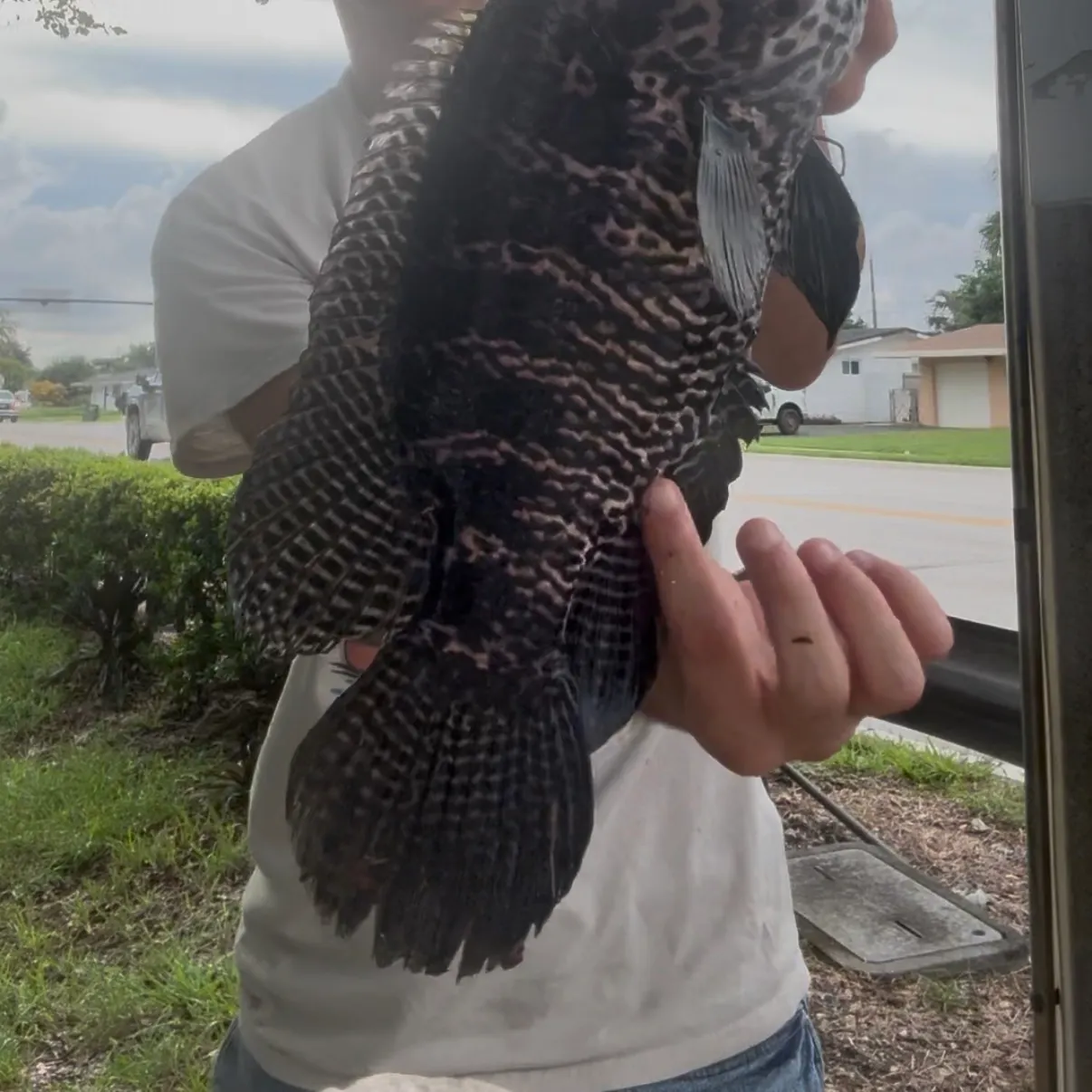 The most recent Jaguar cichlid catches on Fishbrain