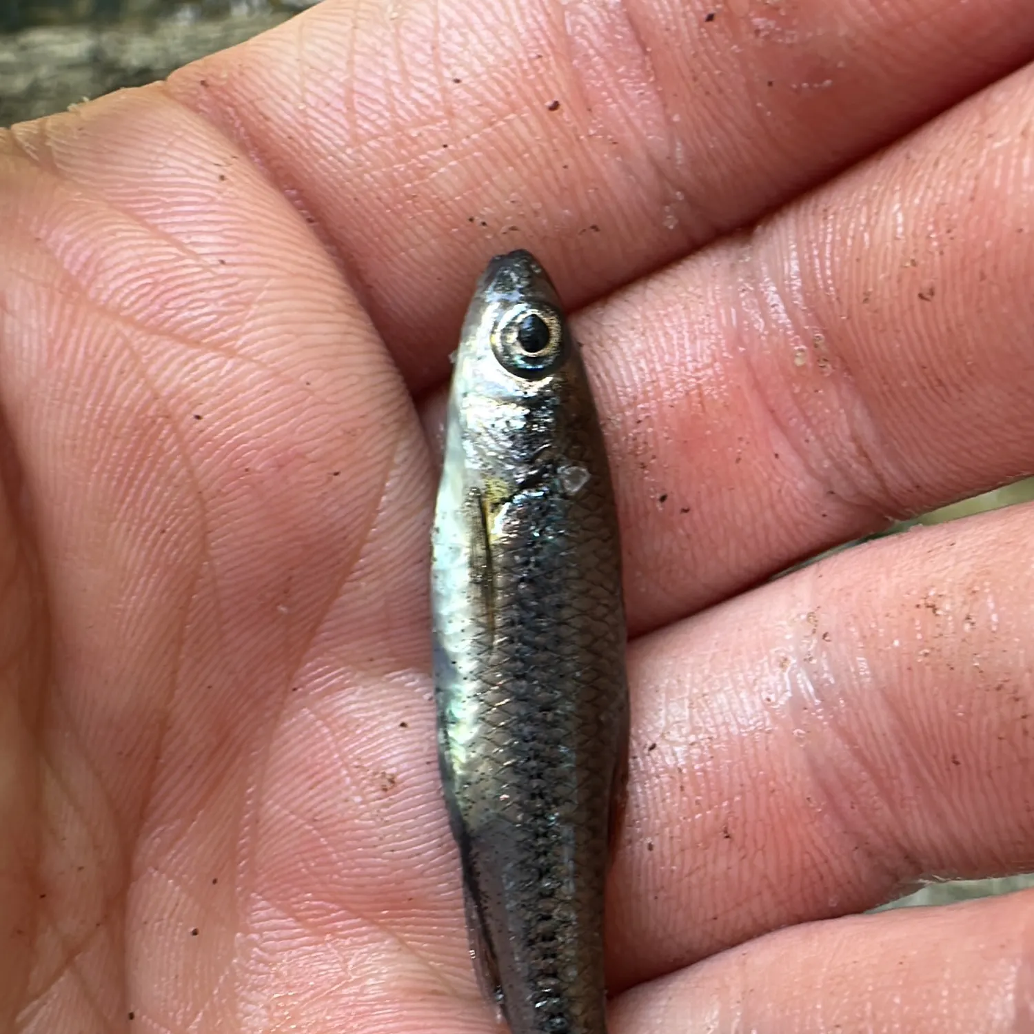 The most recent Bandfin shiner catches on Fishbrain