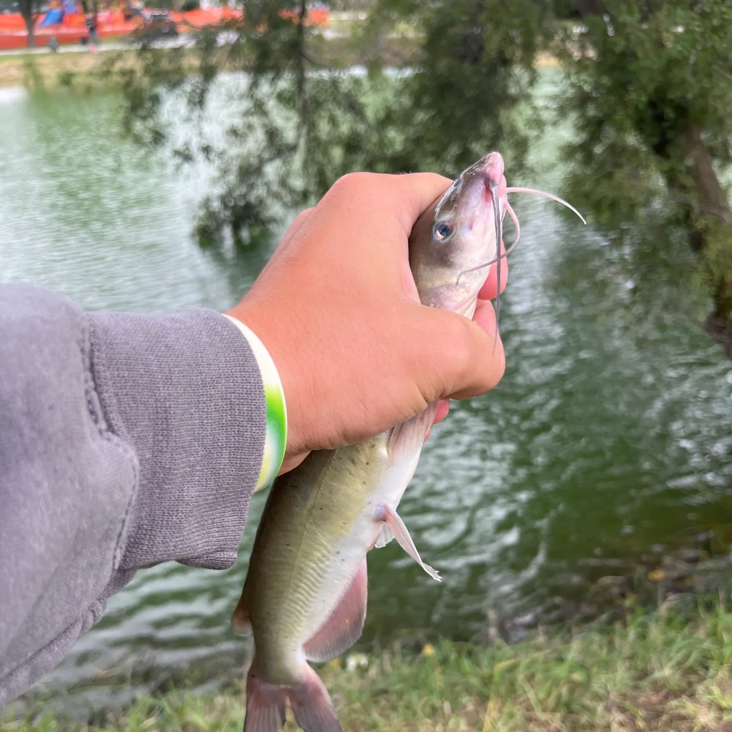 Channel catfish caught on Fishbrain