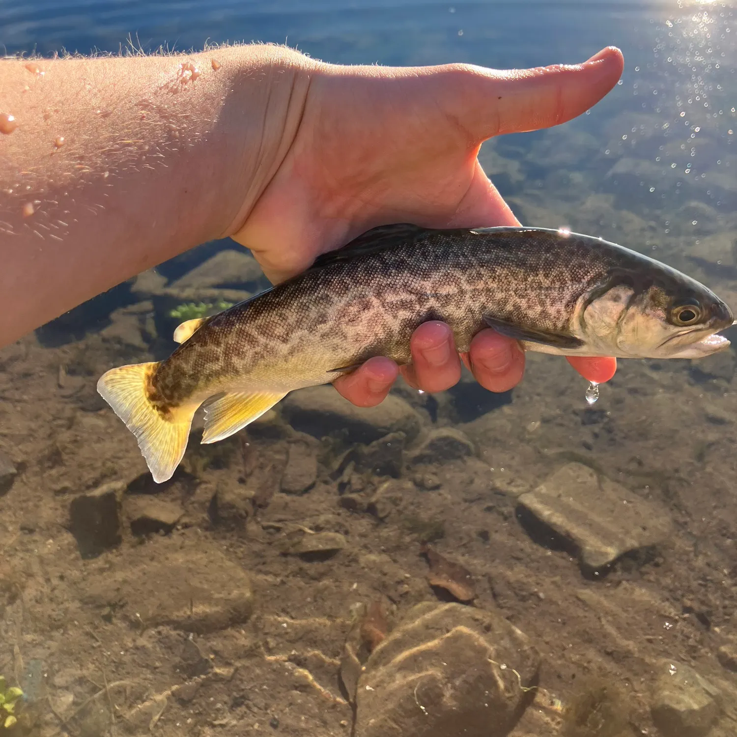 The most recent Tiger trout catches on Fishbrain