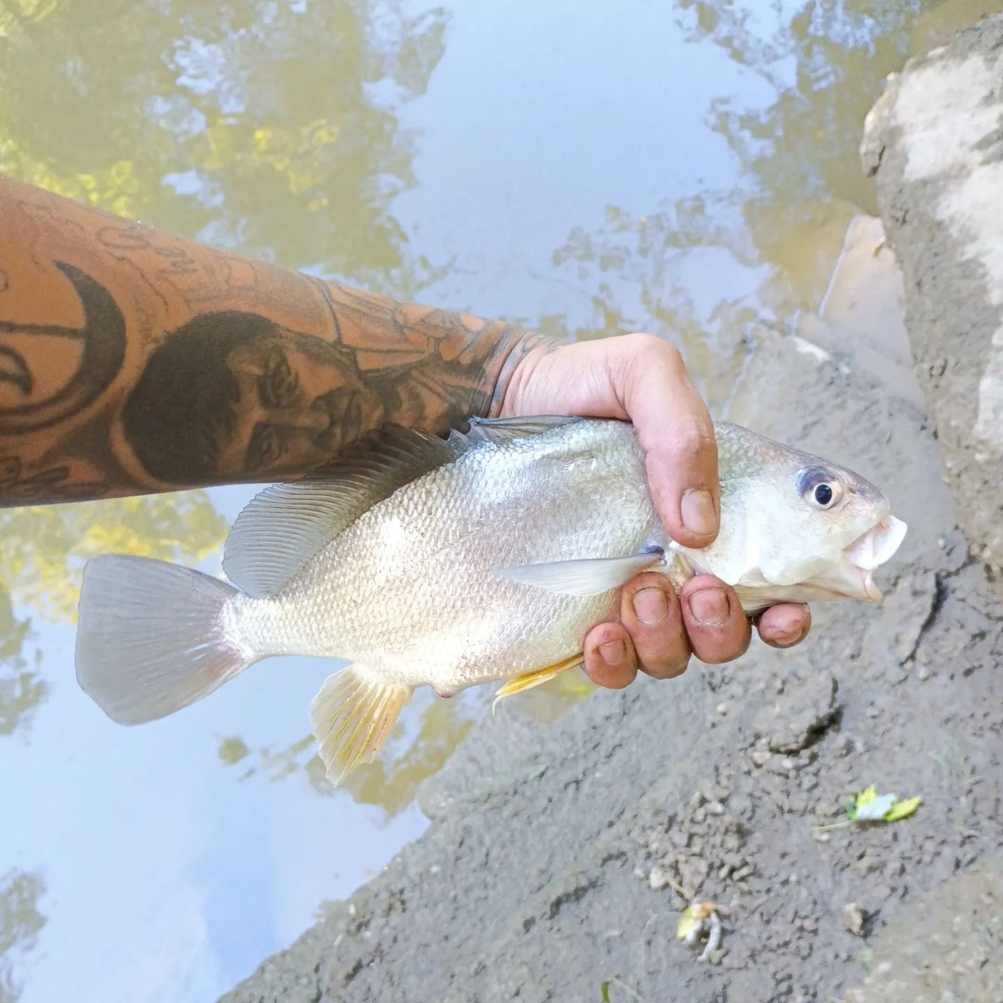 Freshwater drum caught on Fishbrain