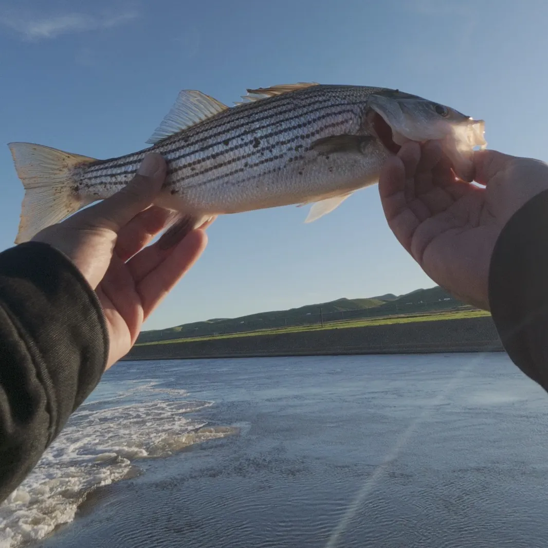 The most recent Striped bass catches on Fishbrain