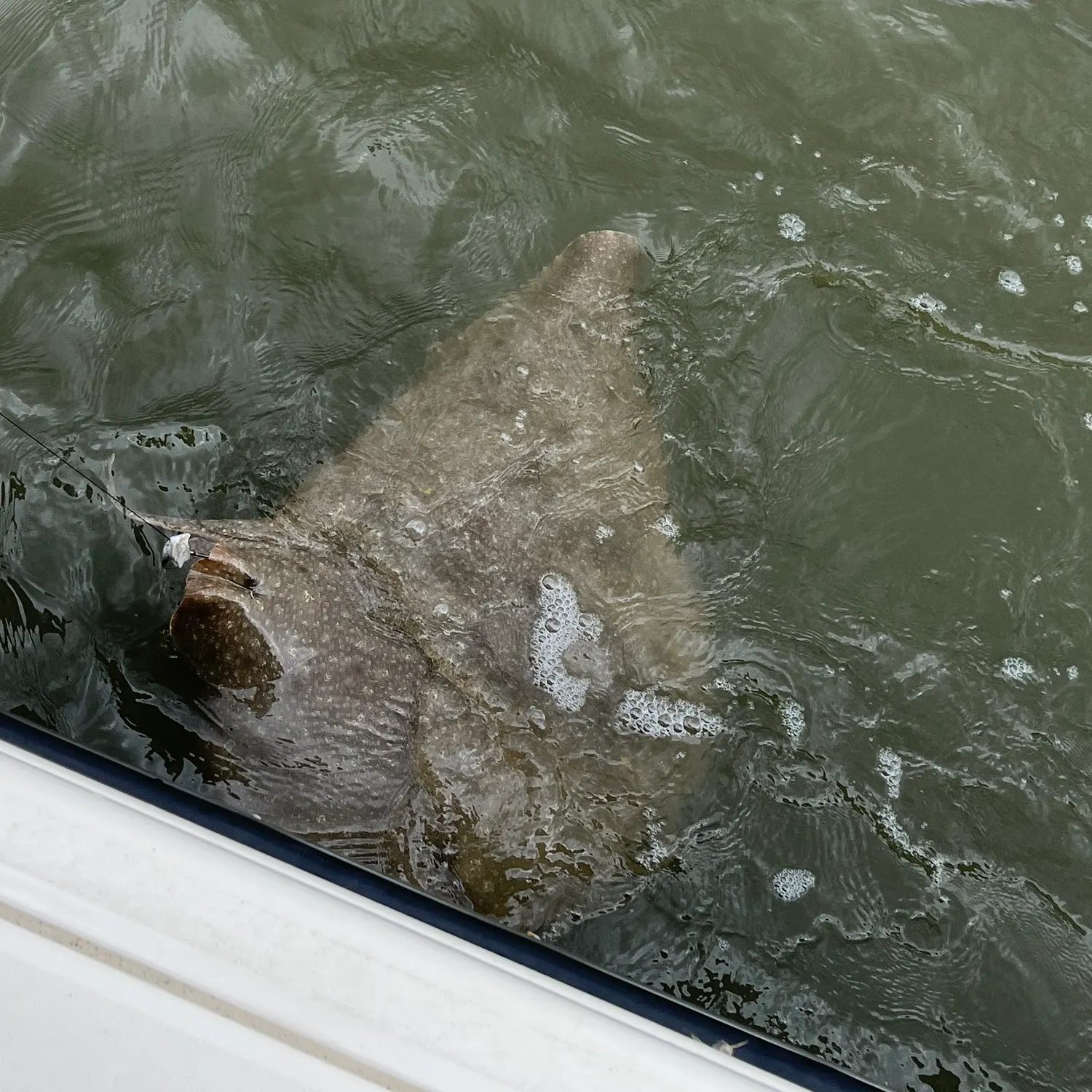 The most recent Smooth butterfly ray catches on Fishbrain