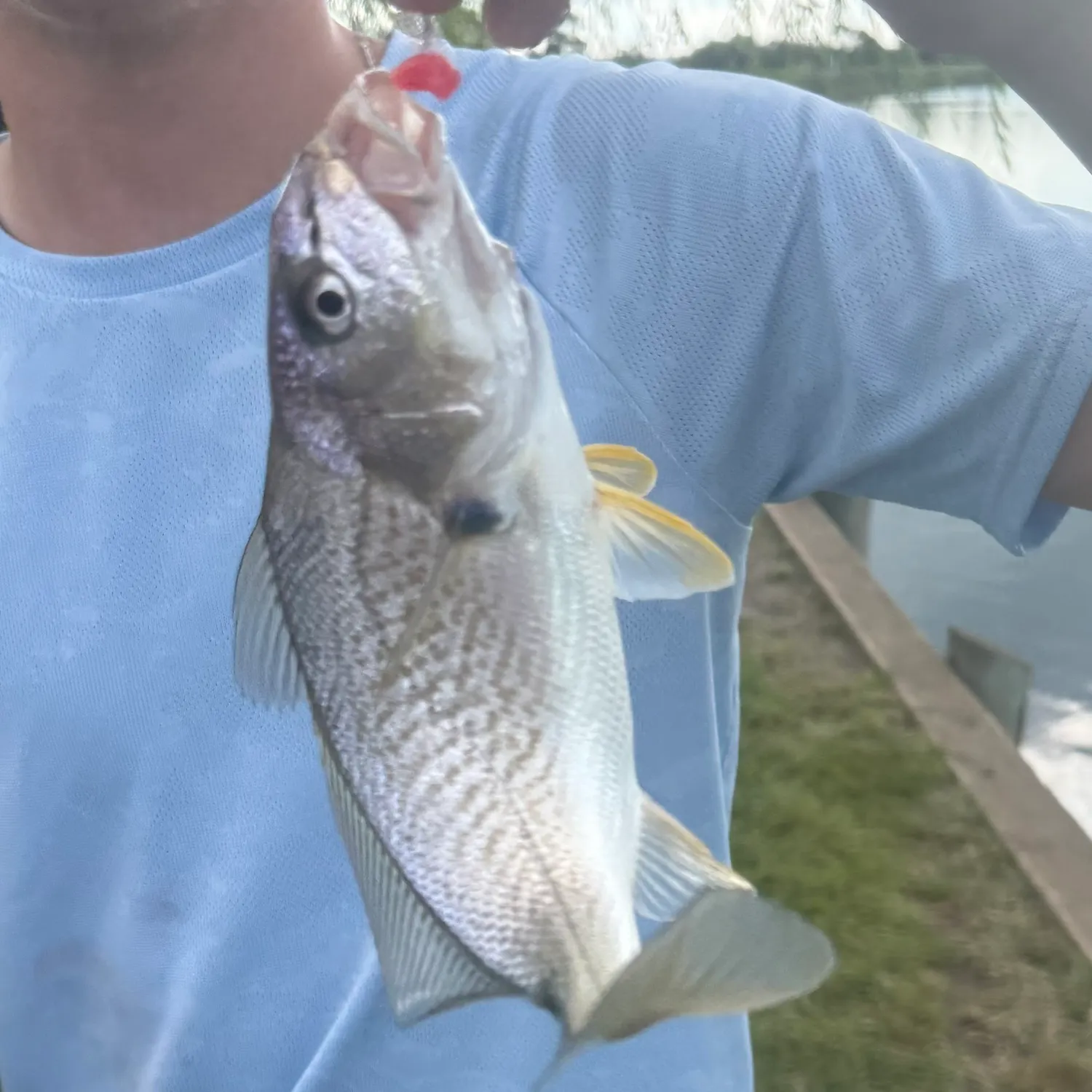 Atlantic croaker caught on Fishbrain