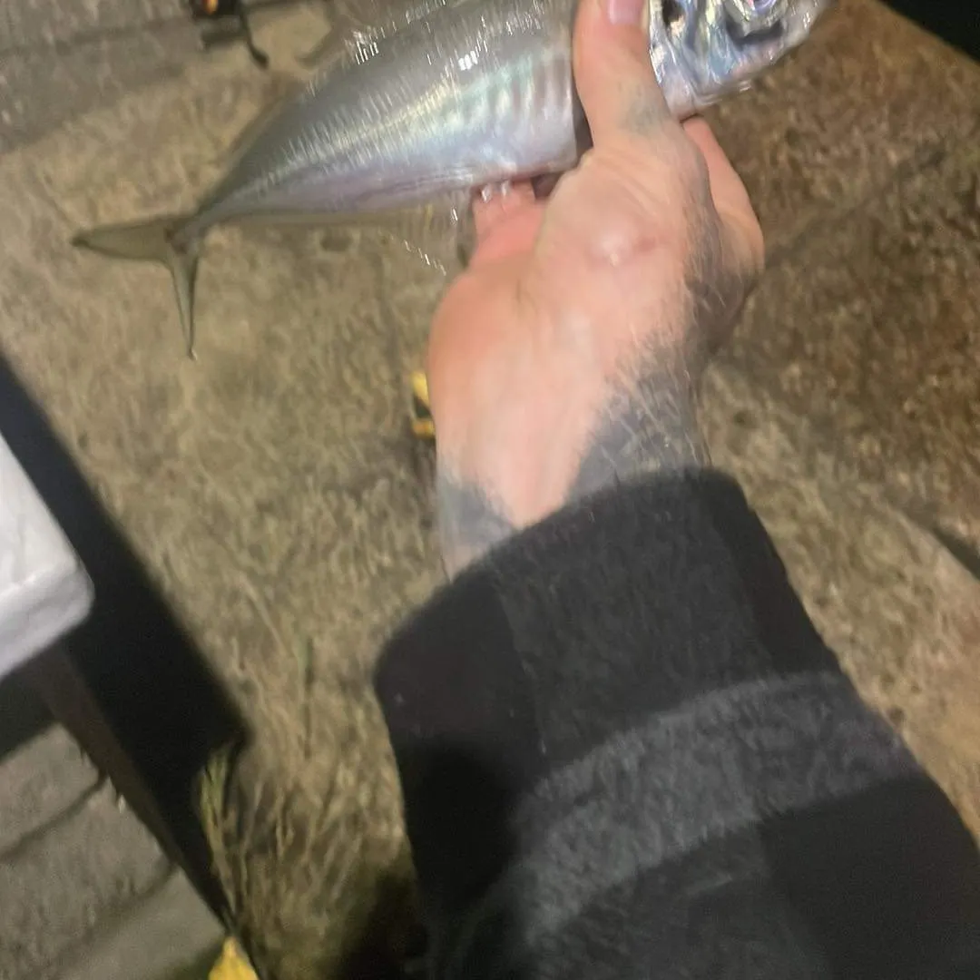 The most recent Bigeye scad catches on Fishbrain