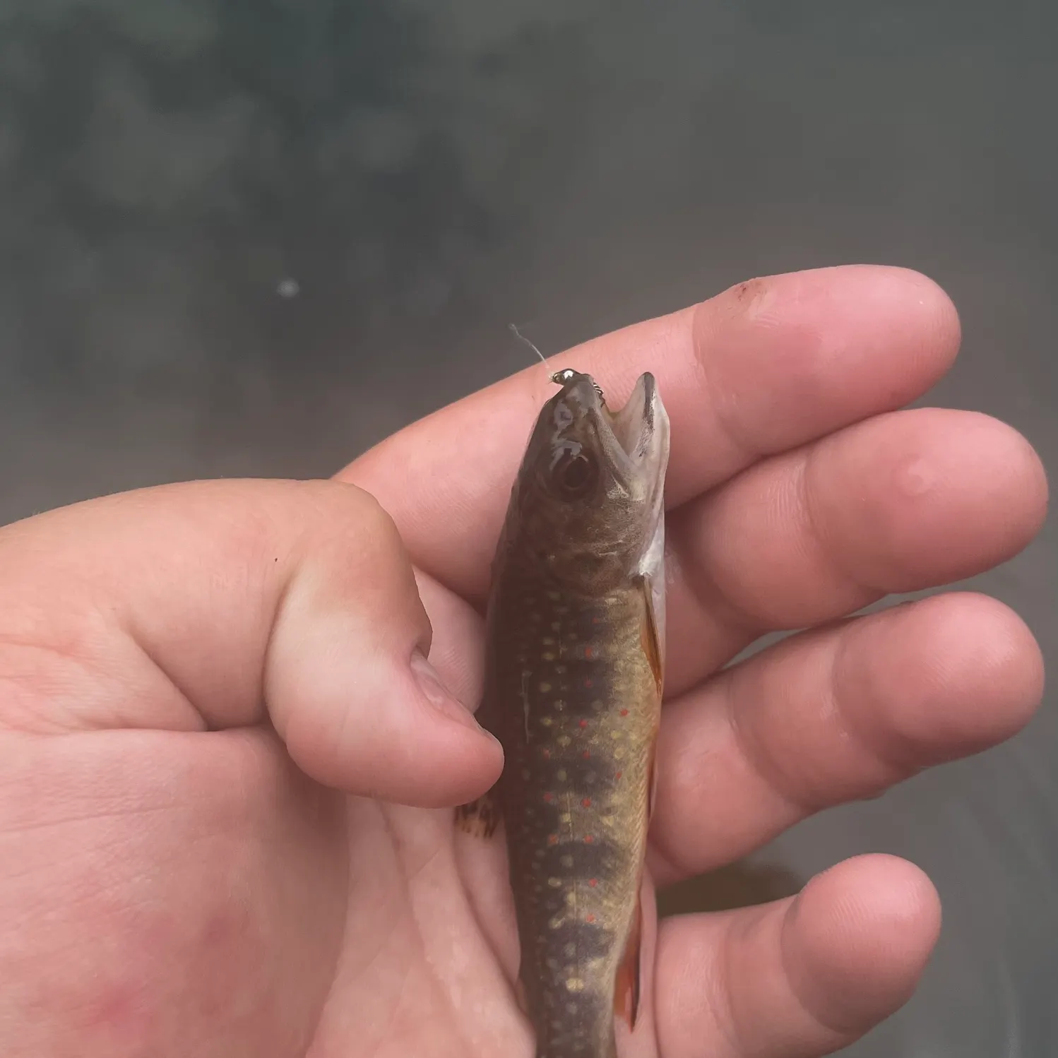 Brook trout caught on Fishbrain