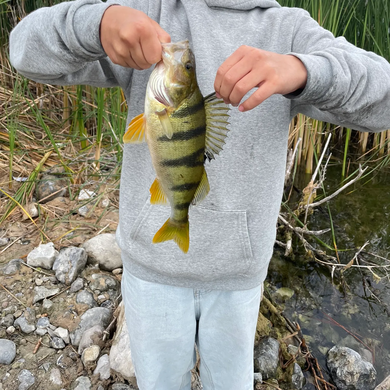 European perch caught on Fishbrain