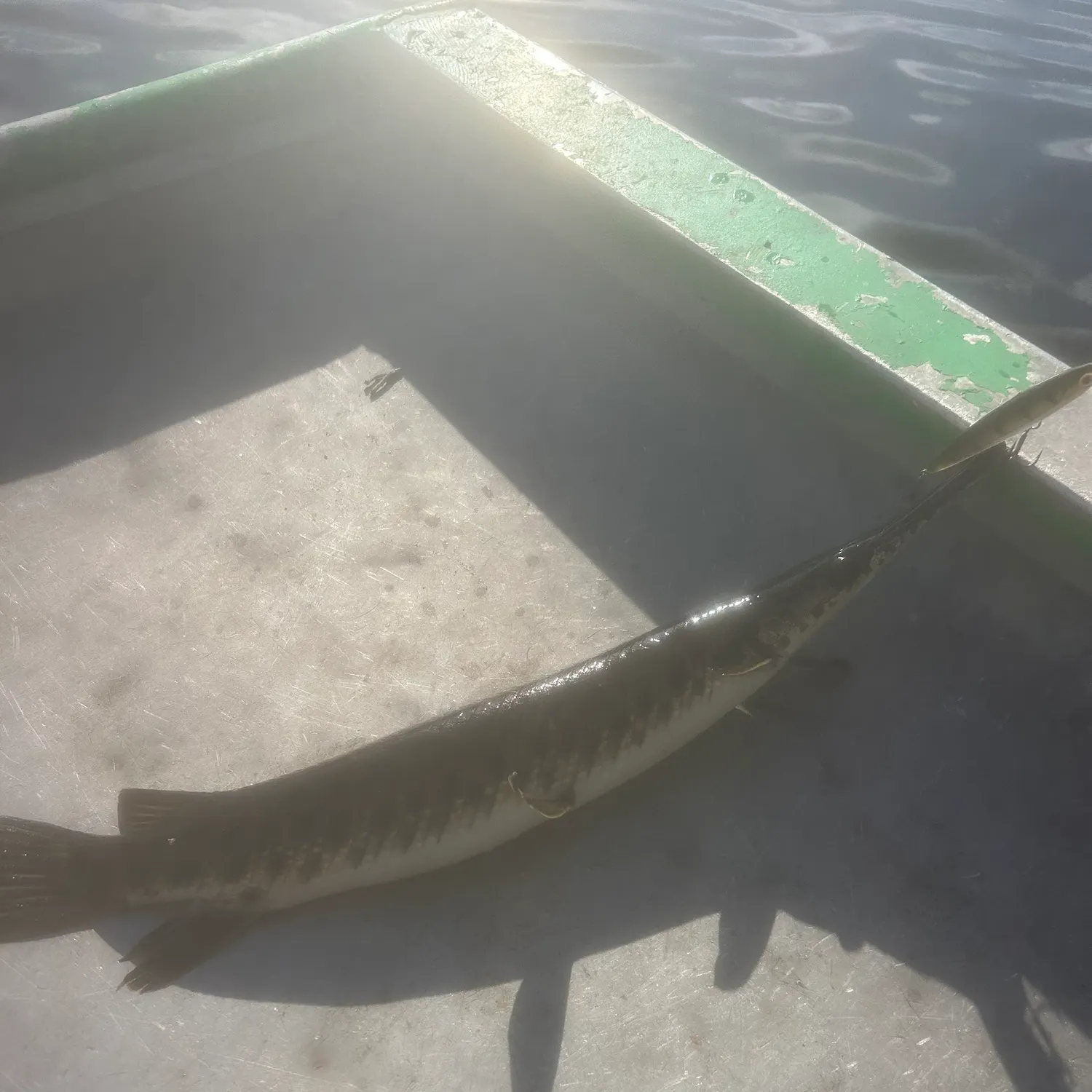 The most recent Spotted gar catches on Fishbrain
