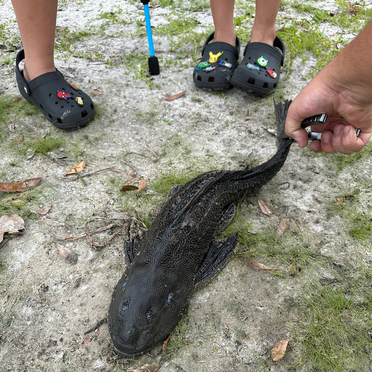 The most recent Orinoco sailfin catfish catches on Fishbrain