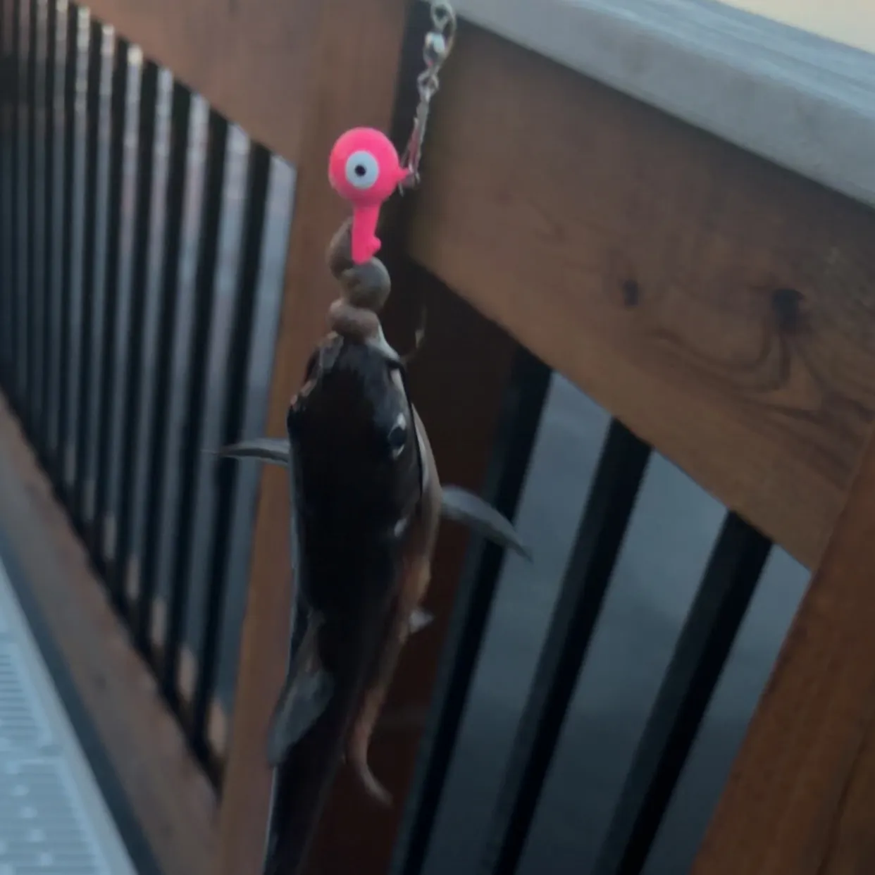 Channel catfish caught on Fishbrain