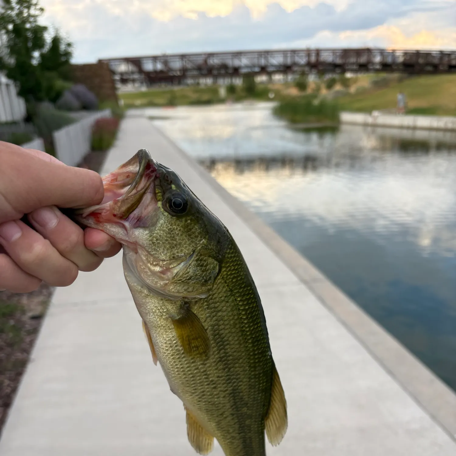 catch