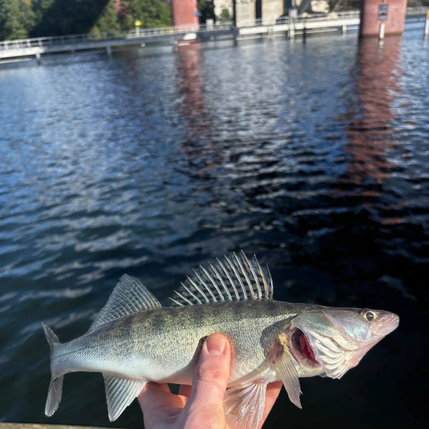 Zander caught on Fishbrain