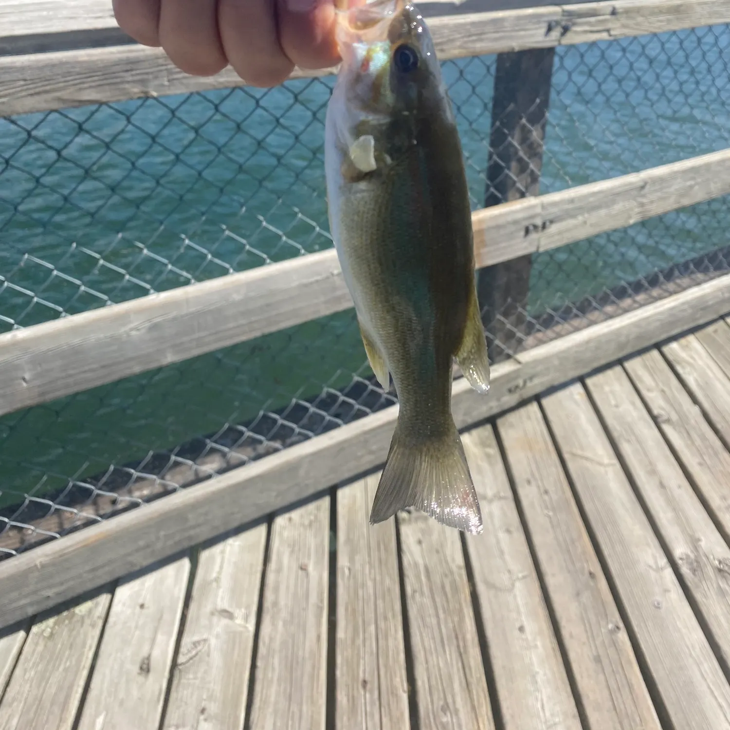 Smallmouth bass caught on Fishbrain