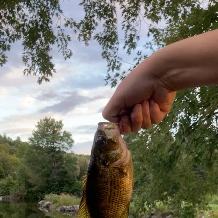 Rock bass caught on Fishbrain