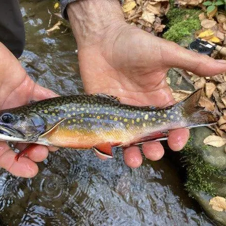 Brook trout caught on Fishbrain