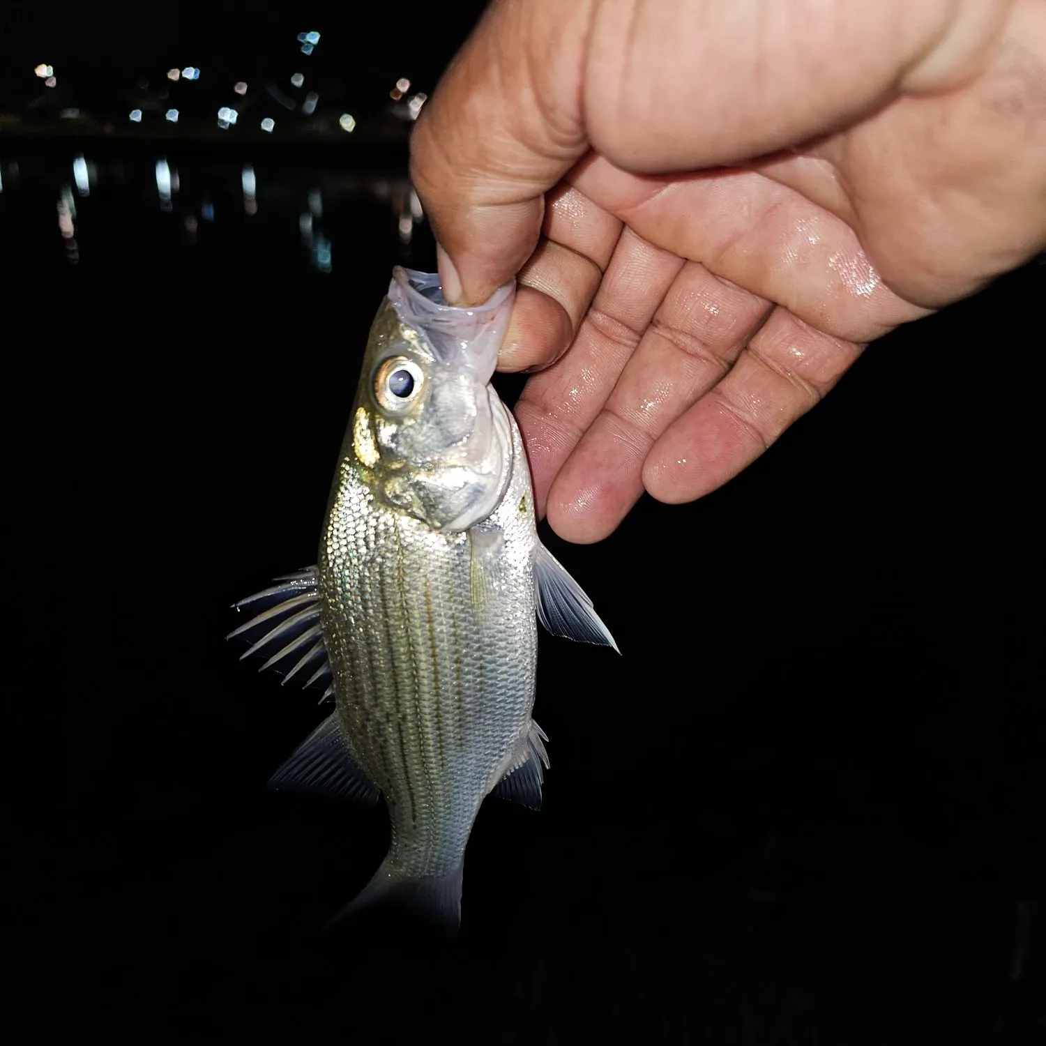 White bass caught on Fishbrain