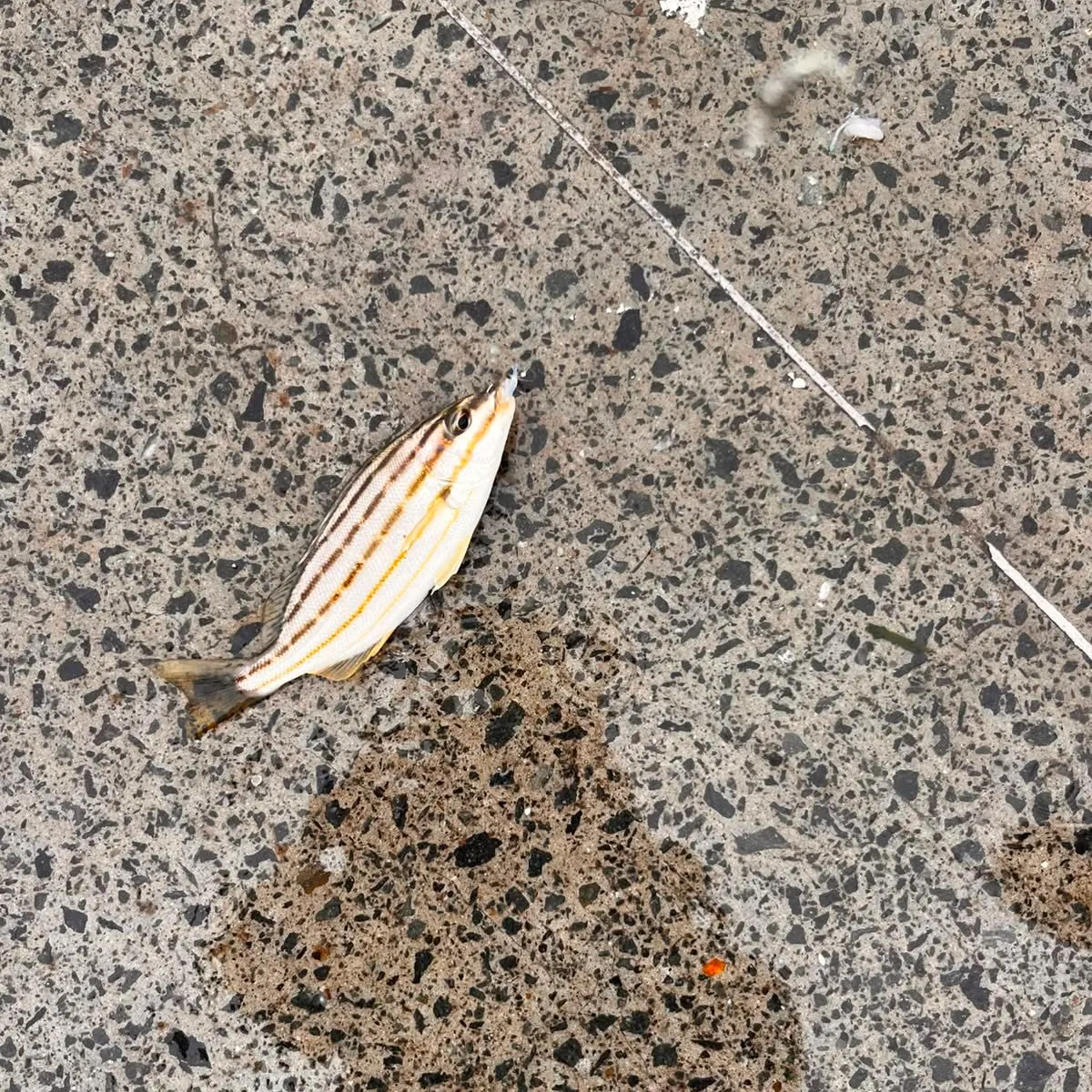 The most recent Eastern striped grunter catches on Fishbrain