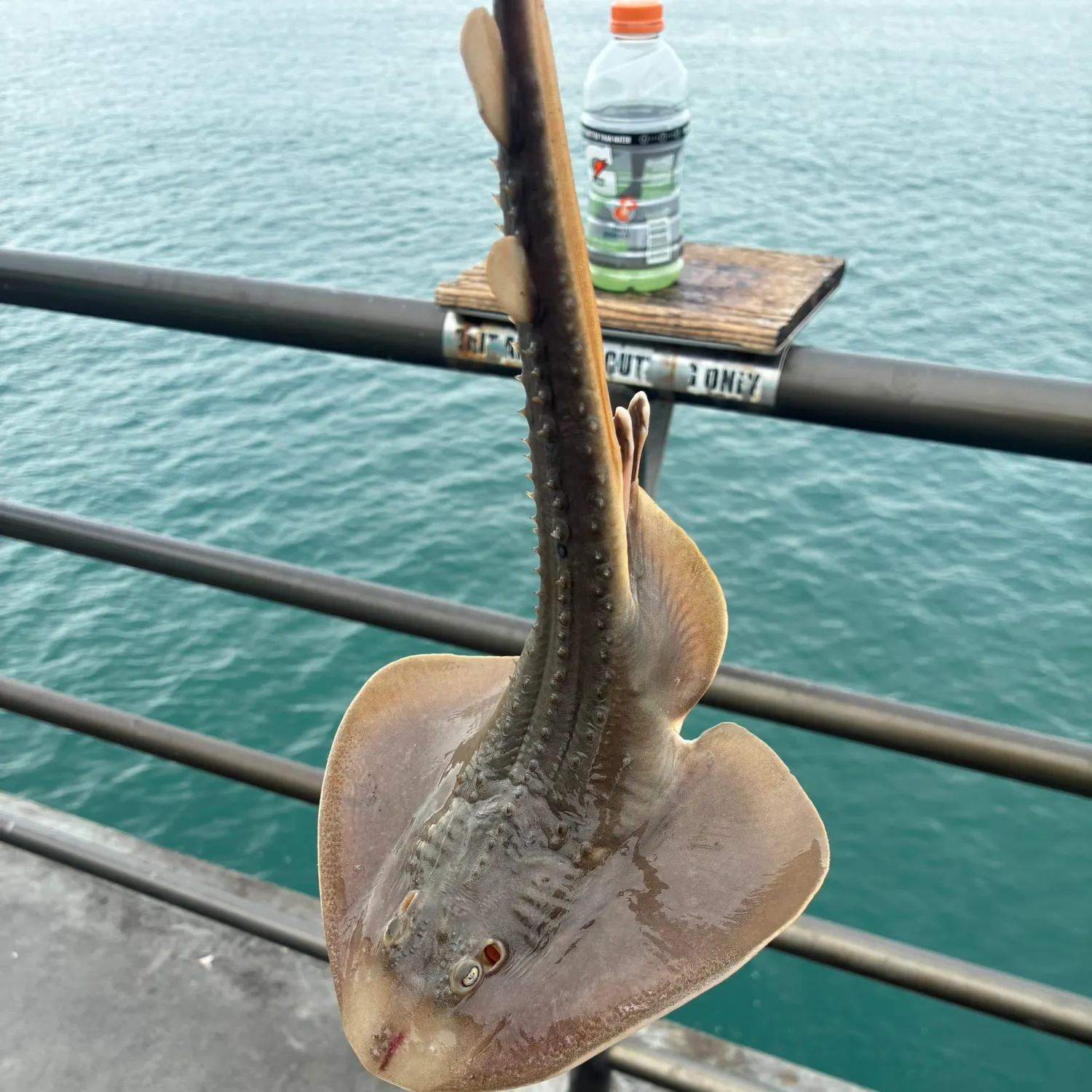 The most recent Starry ray catches on Fishbrain