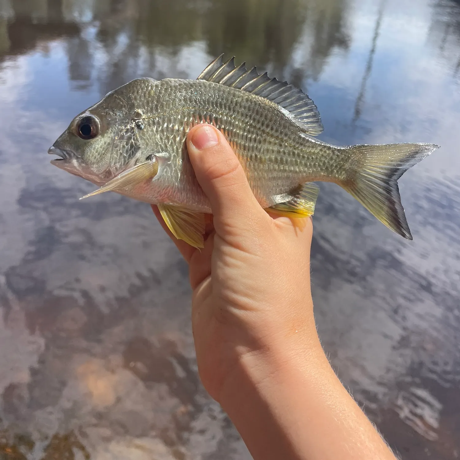 Surf bream caught on Fishbrain