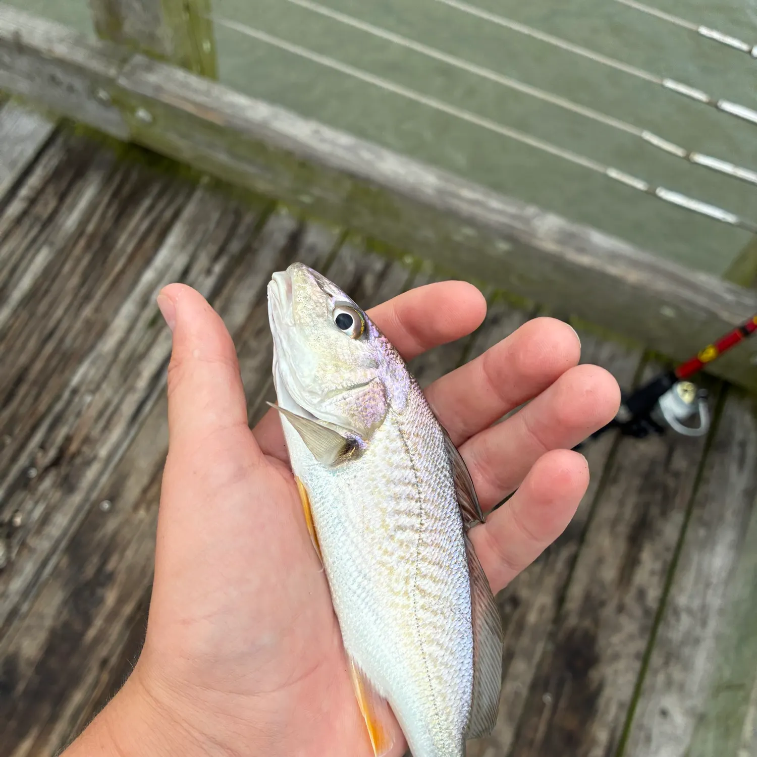 Atlantic croaker caught on Fishbrain