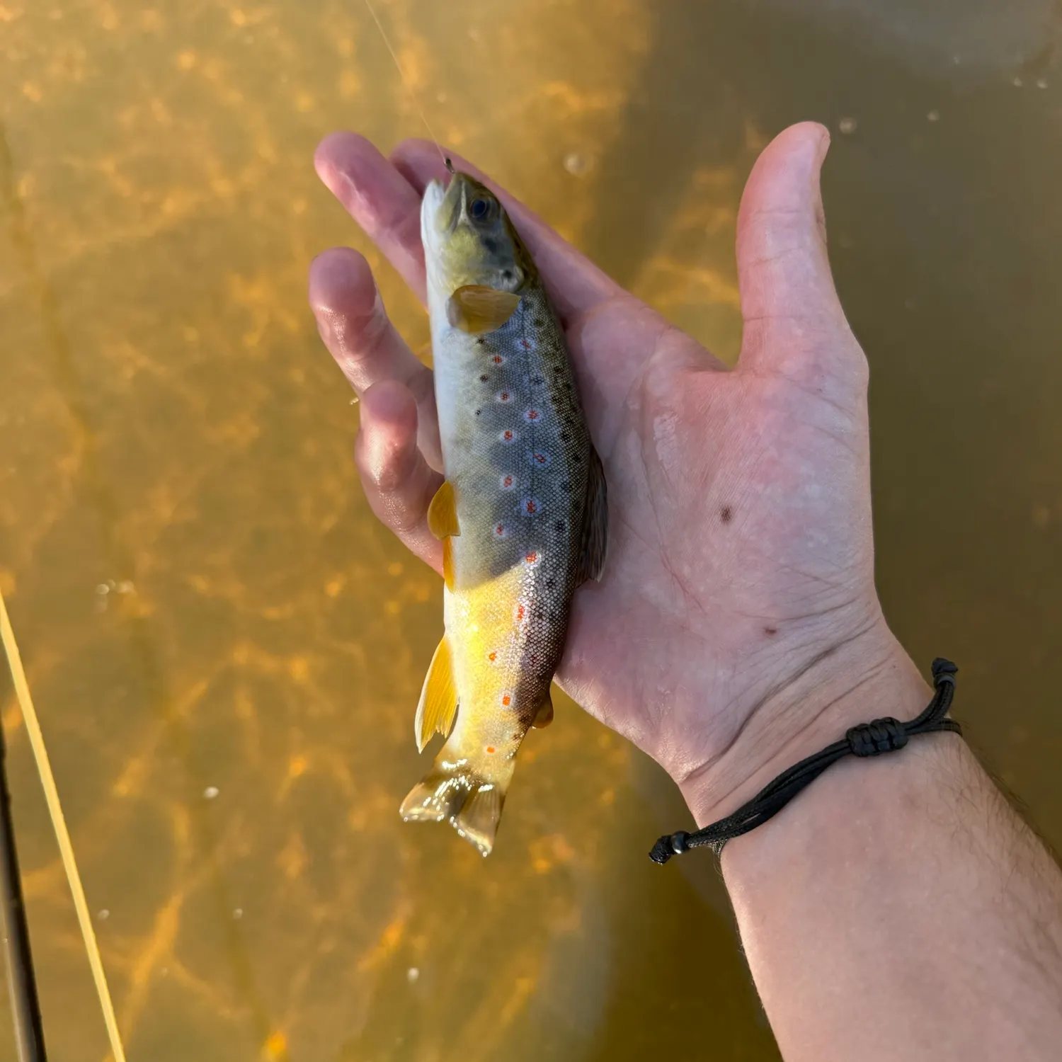 Brown trout caught on Fishbrain