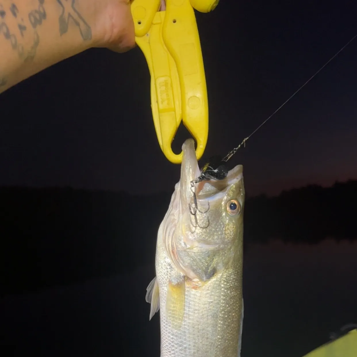 Largemouth bass caught on Fishbrain