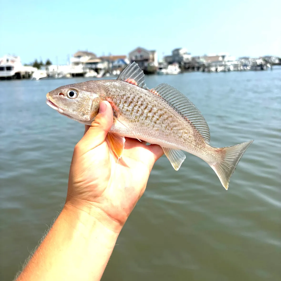 Atlantic croaker caught on Fishbrain