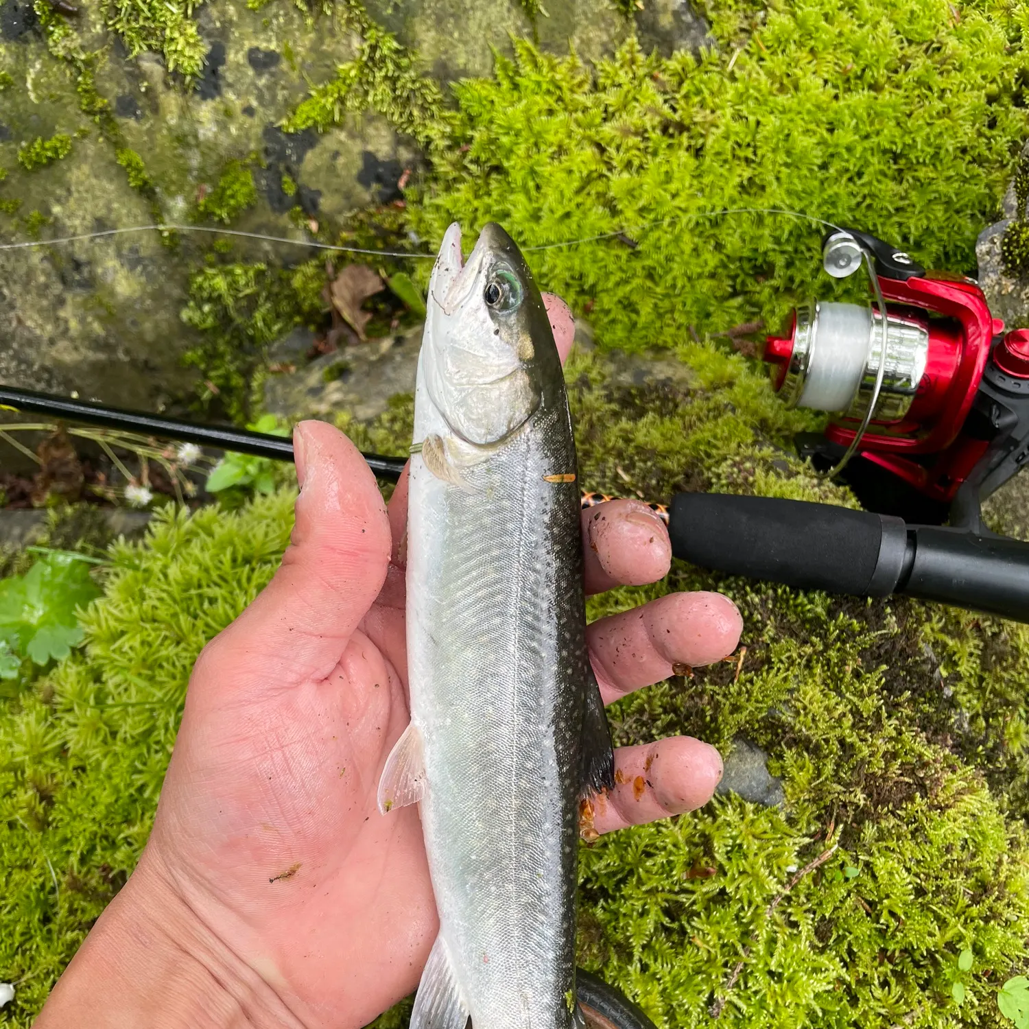 The most recent Dolly varden catches on Fishbrain