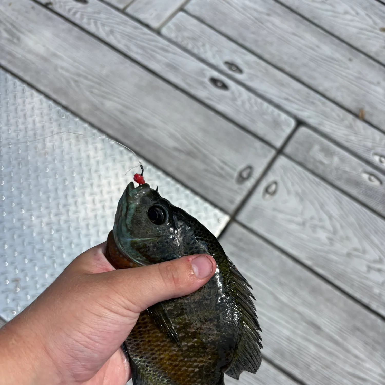 Bluegill caught on Fishbrain
