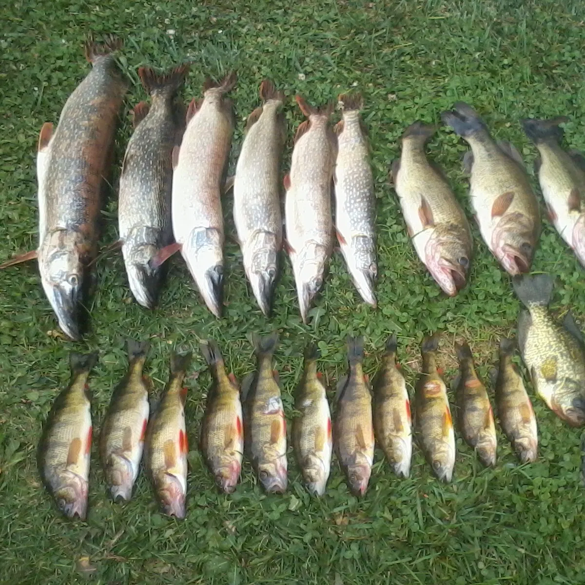 recently logged catches