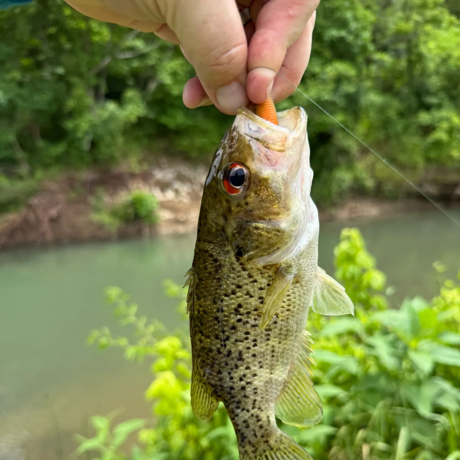most liked catch image