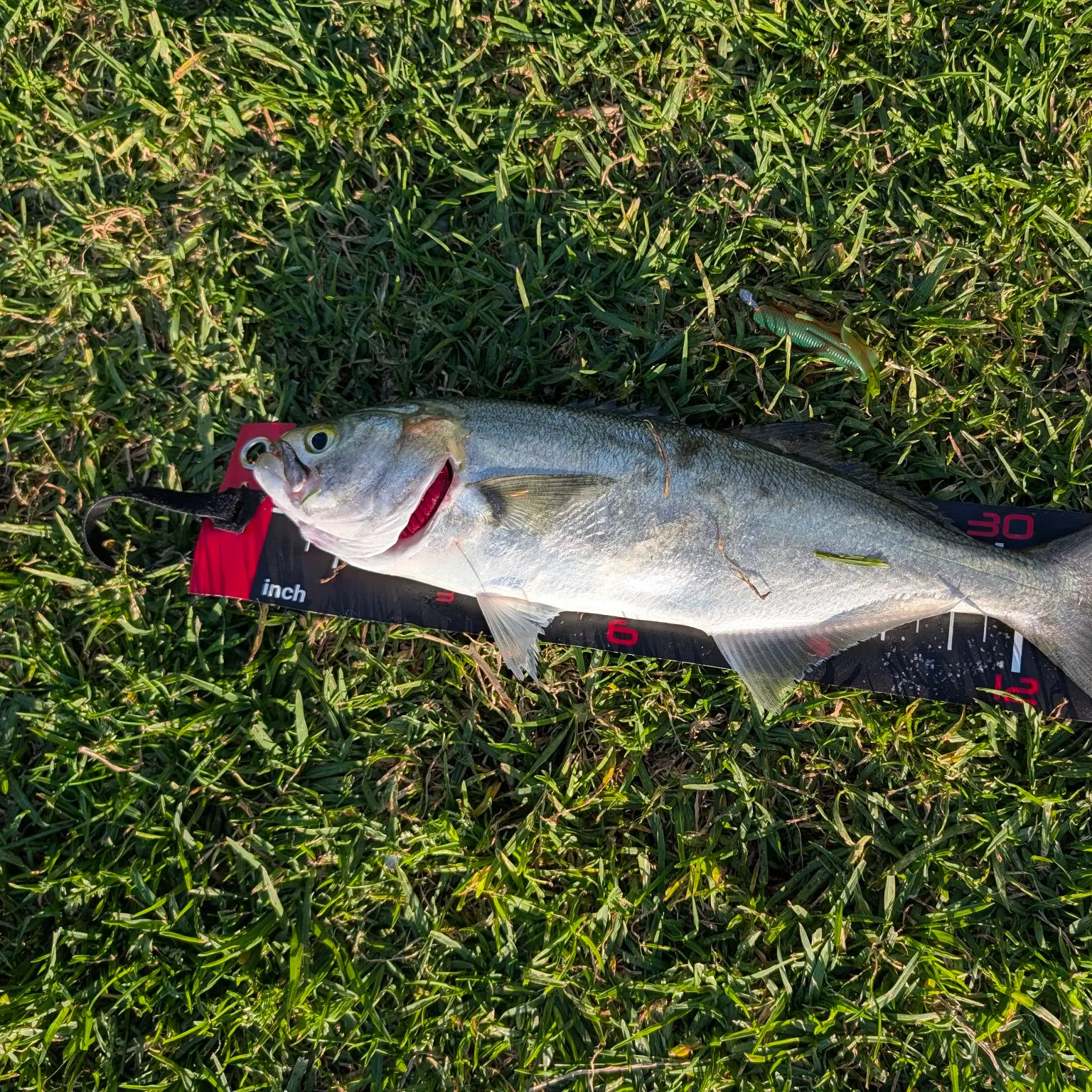 Bluefish caught on Fishbrain