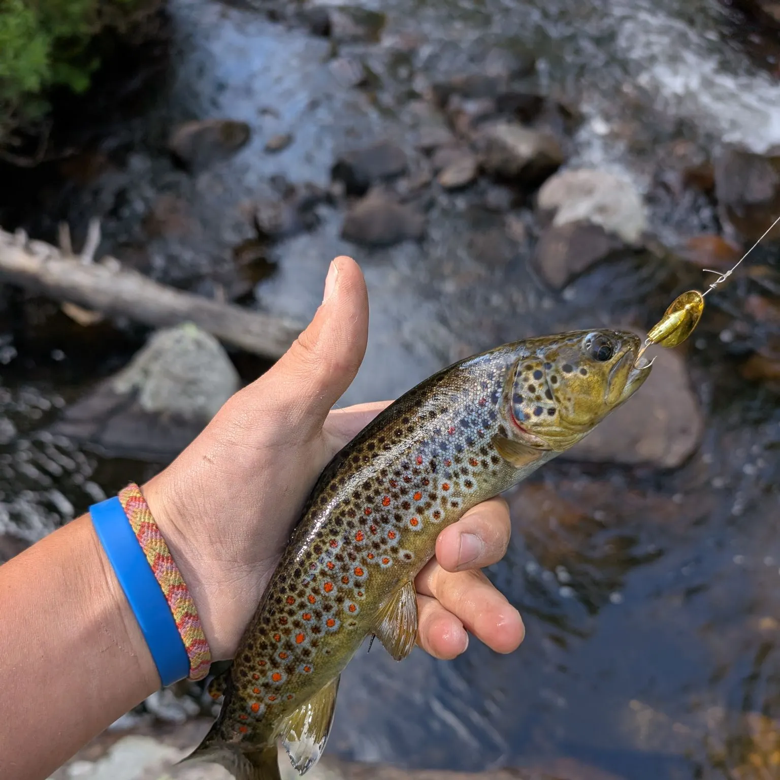 recently logged catches