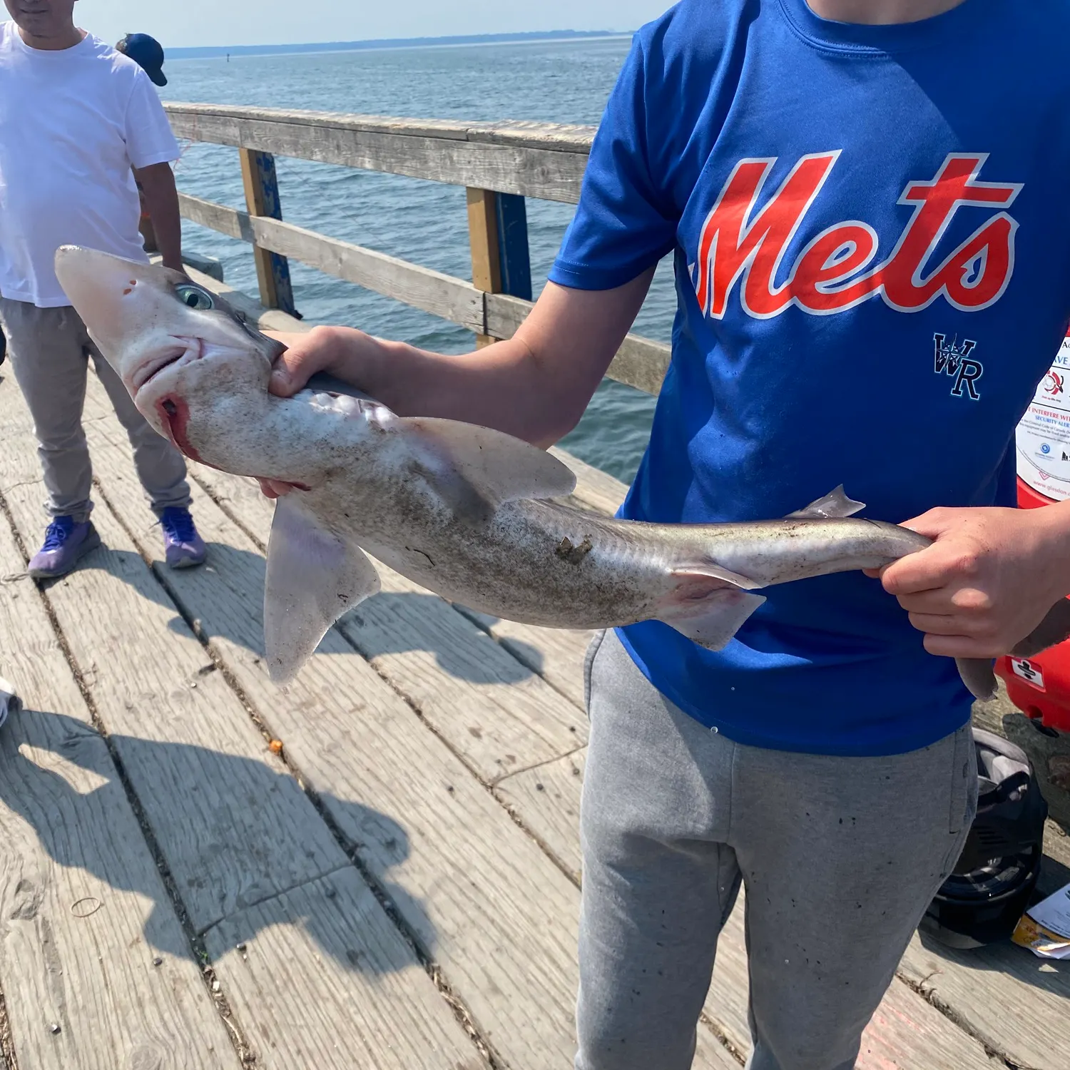 Pacific spiny dogfish caught on Fishbrain