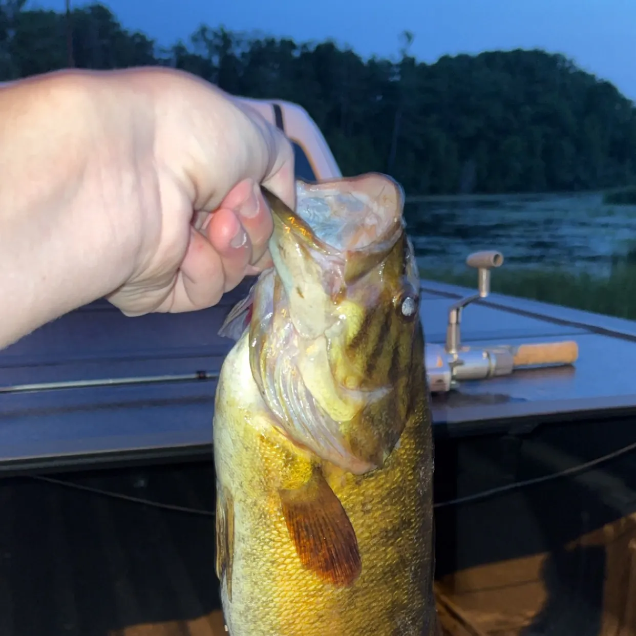 The most recent Smallmouth bass catches on Fishbrain