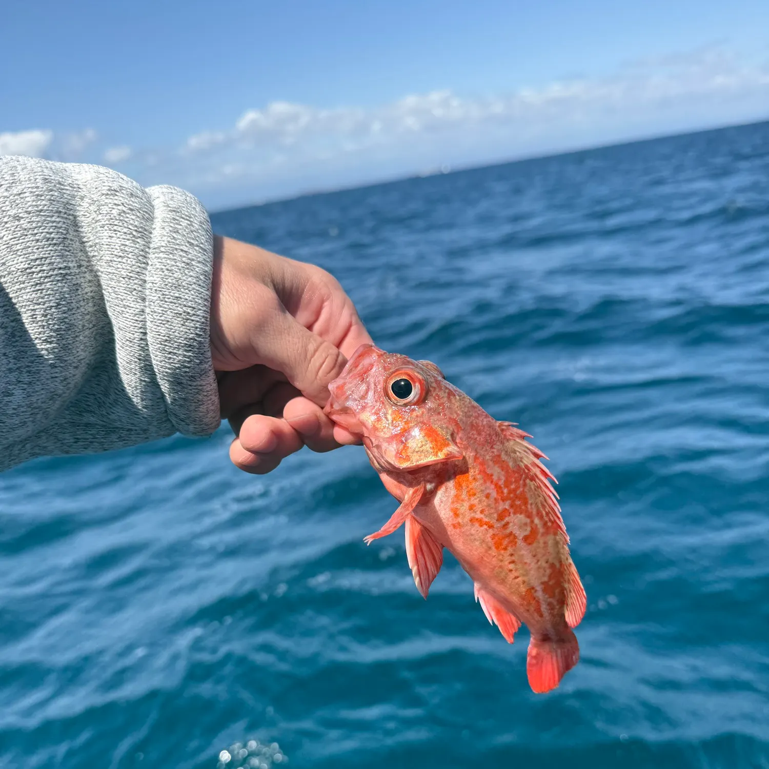 The most recent Starry rockfish catches on Fishbrain